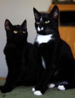 7 Monate alter TIBERIUS sucht Zuhause! - Berlin