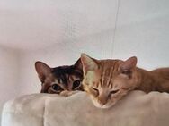 Hübsche, soziale Katzen Karen und Rony - Karlsruhe