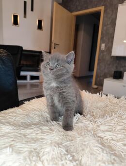 Wunderschöne BKH-Kitten - Bergkamen