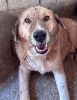 SEBASTIAN superfreundlicher Anfängerhund - Berlin