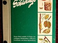 Unsere Gartenschädlinge-die wichtigsten Schadinsekten Pflanzenkrankheiten und deren Beschreibung - Niederfischbach