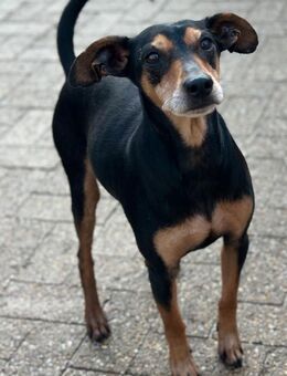 Tequila, Zwergpinscher, 6 Jahre - Wegberg