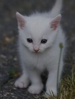 Unsere süßen weißen Kitten dürfen ausziehen - Hagen (Stadt der FernUniversität)