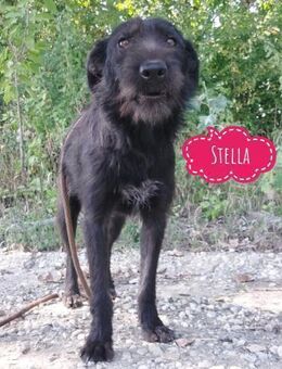 Stella eine Liebevolle Hündin - Flörsheim-Dalsheim