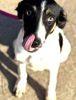 Hundekind - DARIO - voller Leben & Liebe - Kempen