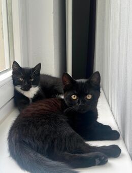 Liebevolle Katzenbabys suchen neues Zuhause 🐾 - Bremen