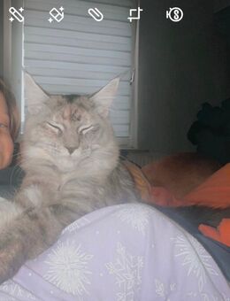 Maine Coon Kitten - Bochum