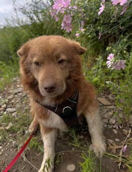 Moshu sucht ein nettes Zuhause - Blankenheim (Nordrhein-Westfalen)