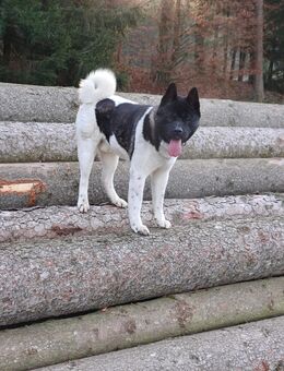 American Akita - Ergoldsbach