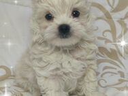 Golddust Yorkshire Terrier (wie Malteser, Havaneser, Bolonka Zwetna, Shih Tzu,Chihuahua) - Mechernich