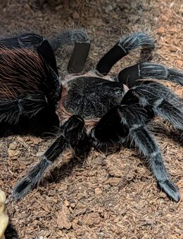 Brachypelma vagans - Paderborn
