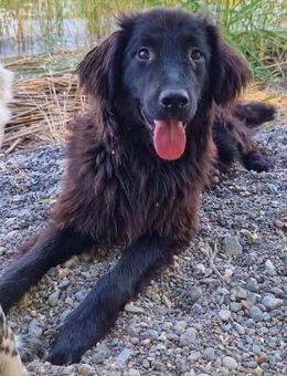 Oki - Süßer, freundlicher Junghund - Berlin