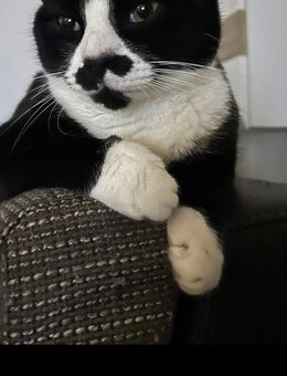 Junger Kater sucht liebevolles Zuhause - Brakel