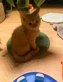 Britische Kurzhaar Babys in 13589