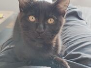 Maine Coon Mischling - Bielefeld