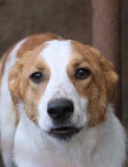 Frodo sucht sein Glück 🐾 - Elsdorf (Nordrhein-Westfalen)