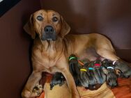 Rhodesian Ridgeback Welpen - Tellingstedt