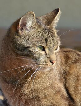Kater Findus sucht für 5 Monate eine Bleibe - Kublank