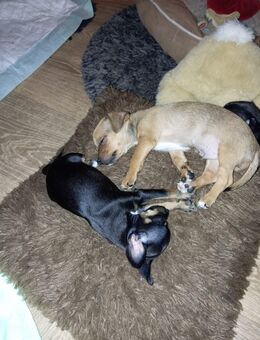 Chihuahua Rehapinscher Mix Welpen zu verkaufen - Fladungen