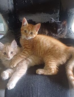 Main coon Kitten Mischlinge - Bückeburg Zentrum