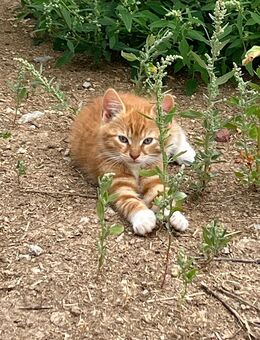 KatzenJungtiere - Bitburg
