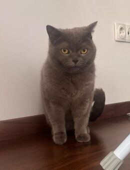 Suzi - Golden Girl - Süderbrarup