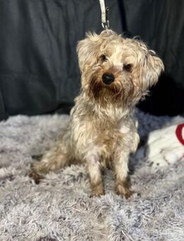 Wem darf Yugioh sein Herz schenken? - Heinsberg