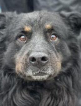 Liebenswerter Rodney sucht Neuanfang - München