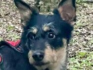 Süße Lina sucht ihr eigenes Körbchen - Dittelbrunn