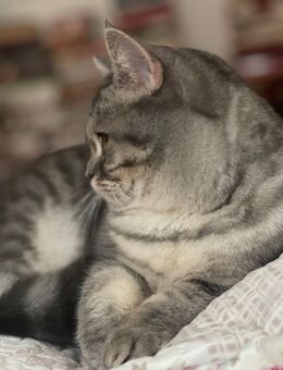 BKH Katze 1 Jahr alt - Duisburg