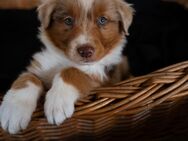 Australien Australian Shepherd Welpen - Wermelskirchen Zentrum