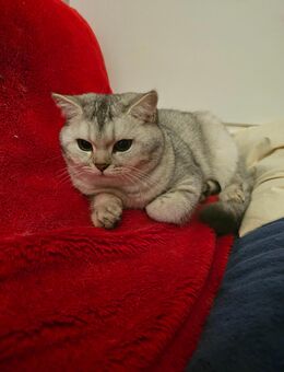 Britisch kurz haar Katze - Uetersen