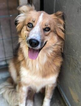 ♡Leon♡ - nur an hundeerfahrene Menschen - Alfeld (Leine)