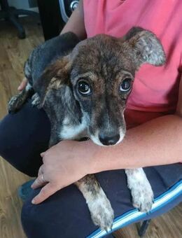 Bea von kettenlos - Bollingstedt