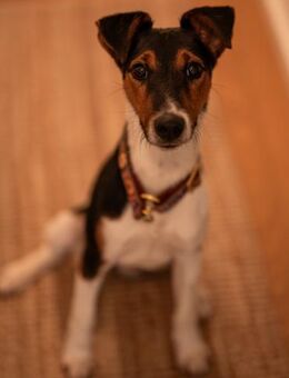 Felix, verschmuster Glückspilz, ca. 1 Ja - Vaterstetten