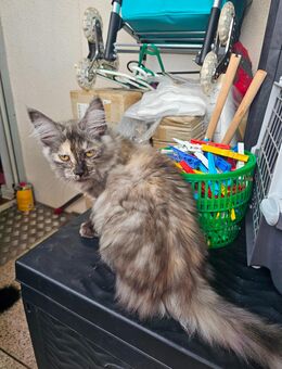4 Typvoller Maine Coon Mädchen suchen Traumzuhause - Rüsselsheim