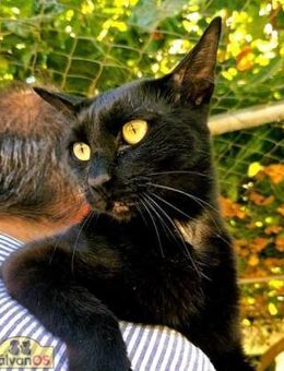 Roco - Sanfter Kater sucht sein Glück - Bad Camberg