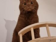 Bkh Cinnamon Odd eye Träger Katze - Berlin Charlottenburg-Wilmersdorf