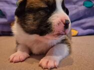 4 süße Australian Shepherd Mix Welpen - Asendorf (Landkreis Diepholz)