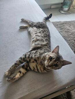 ✨️Zuhause gesucht für Bengal kater Aramis - Essen