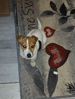 Jack Russell Hündin Welpe - Hausen (Wiesental)