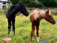 Tolle Reitpony Jährlingsstute in 33790