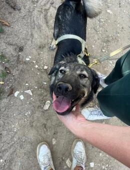 Cloé, eigenständige Schäferhundmixdame, - Vaterstetten