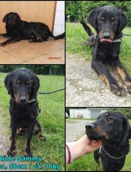 Sammy mittelgroßer Mischling Rüde jung - Margetshöchheim