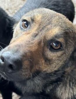 MARCO-netter, freundlicher Rüde,46 cm - Rösrath