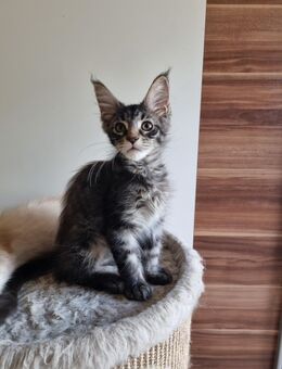 Auszugsbereite Maine Coon Kitten Reinrassig - Bous