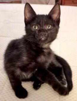 Stella sucht tolles Zuhause - Neuss