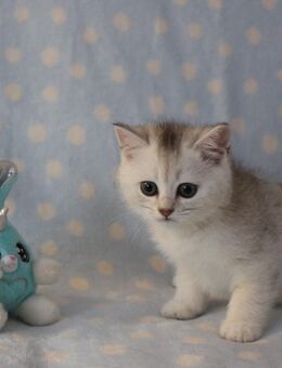 Reinrassige BKH Kitten - Hamburg