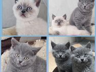 BKH Kitten - Monheim (Rhein)