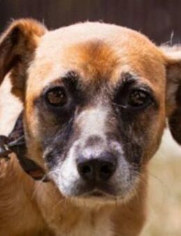 Liebe ♥Senka♥ mit einem großen Herzen - Hamburg